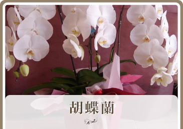 胡蝶蘭