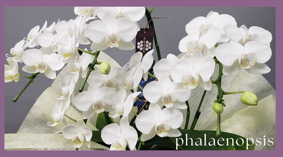 phalaenopsis